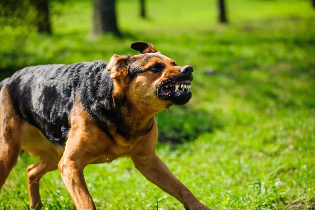 Florida Dog Bite Laws and Victim Compensation An InDepth Guide