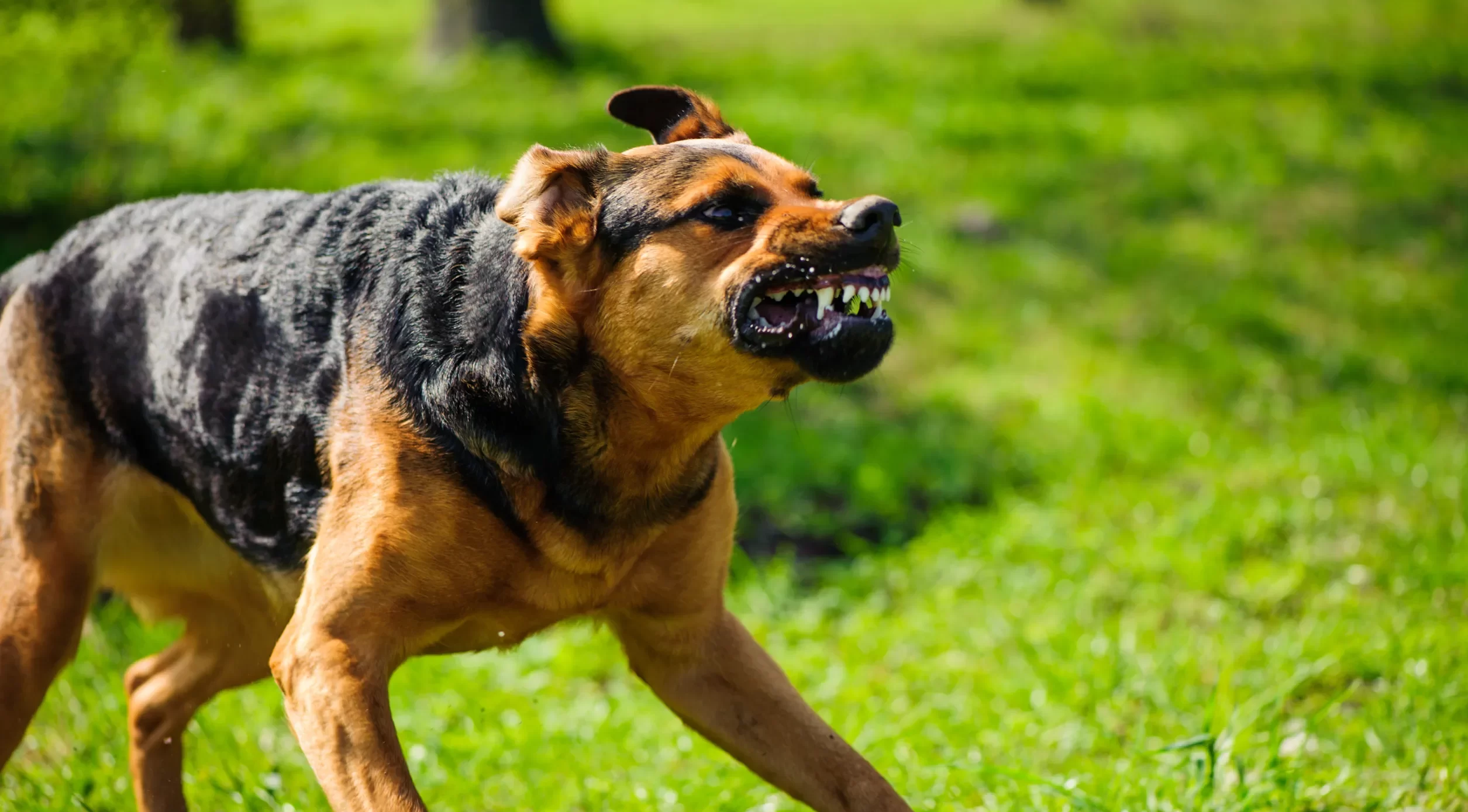 Animal and Dog Bite Liability Insurance Coverage in Florida