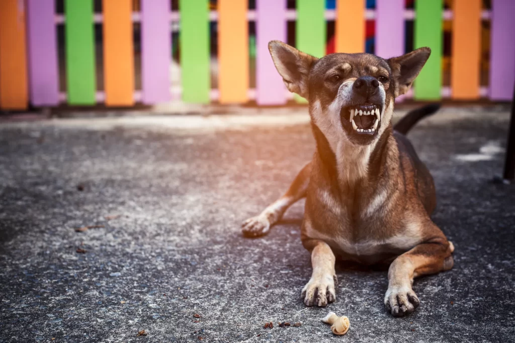 Growling dog with teeth showing