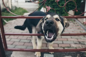 Dog Barking Through Fence