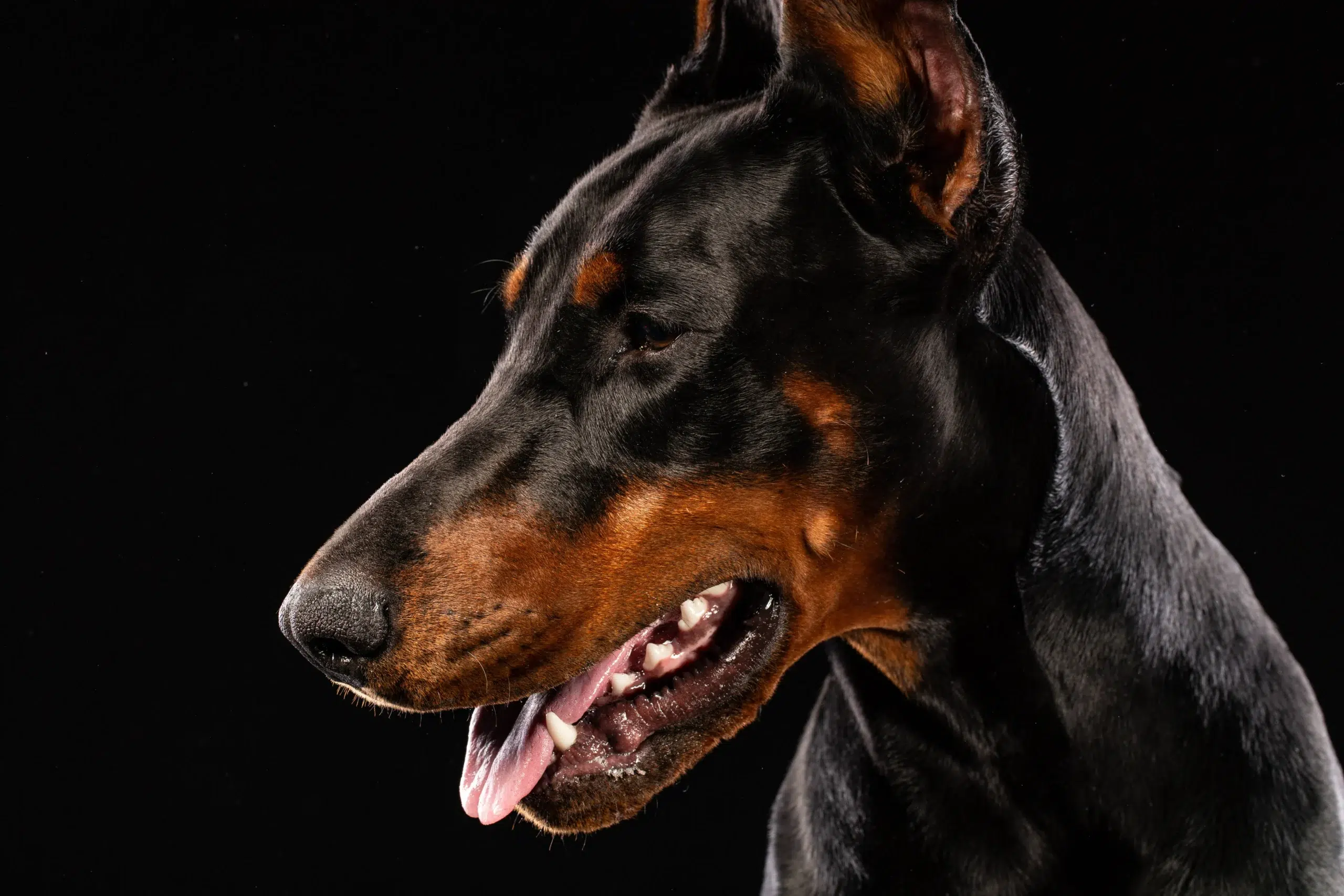 Profile view of a Doberman Pinscher dog with black and tan fur, mouth slightly open, against a black background.