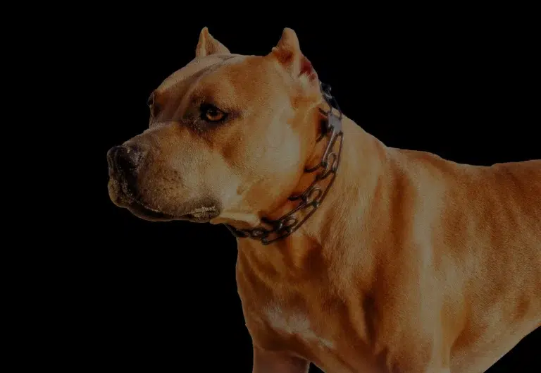 Tan muscular dog with cropped ears and a thick chain collar, facing left, shown against a solid black background.