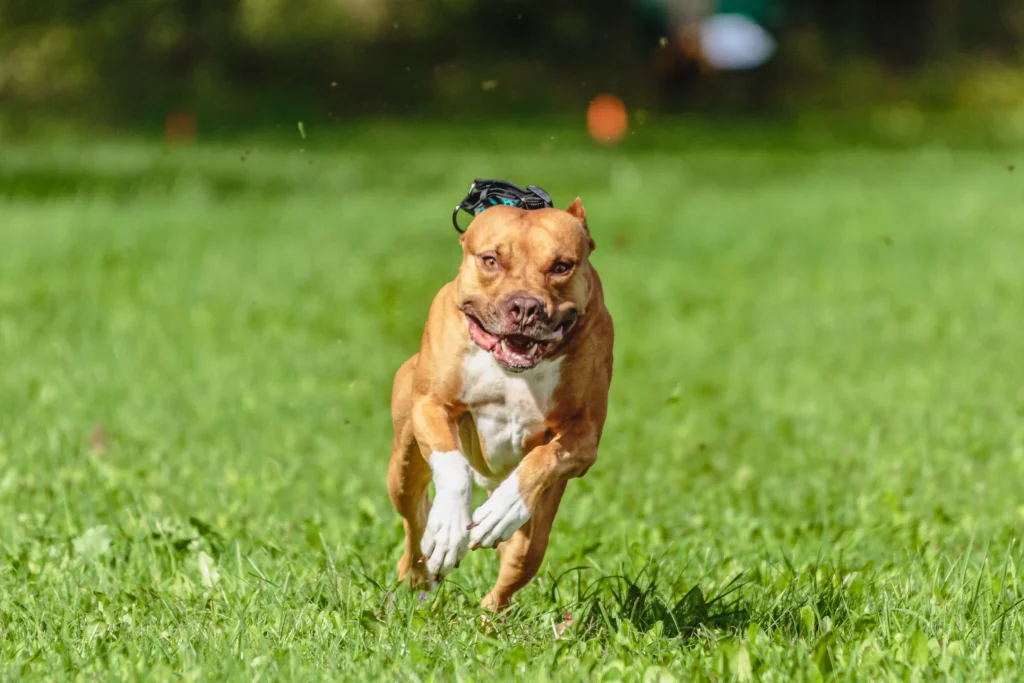 Running pitbull