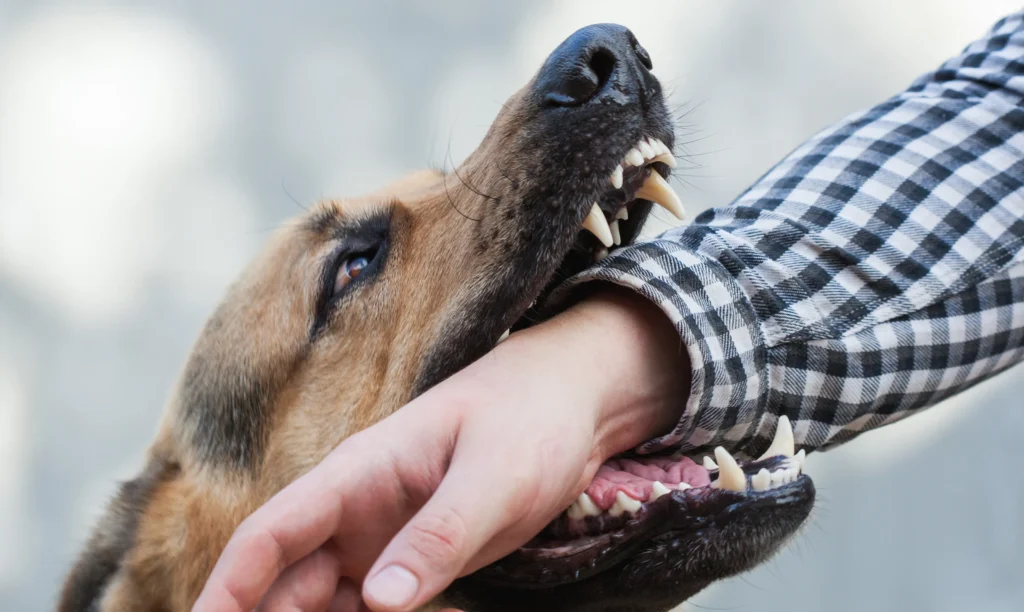 Close up of dog biting arm