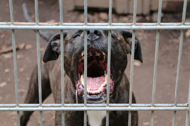 A dog with dark fur stands behind metal bars, mouth open wide and showing its teeth, as if barking or growling.