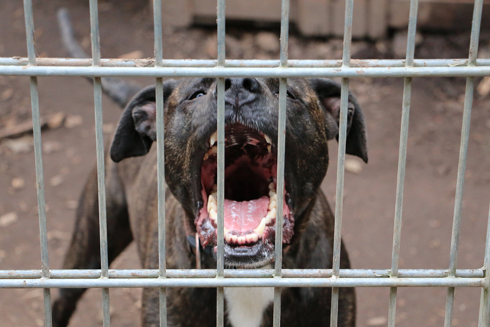 A dog with dark fur stands behind metal bars, mouth open wide and showing its teeth, as if barking or growling.