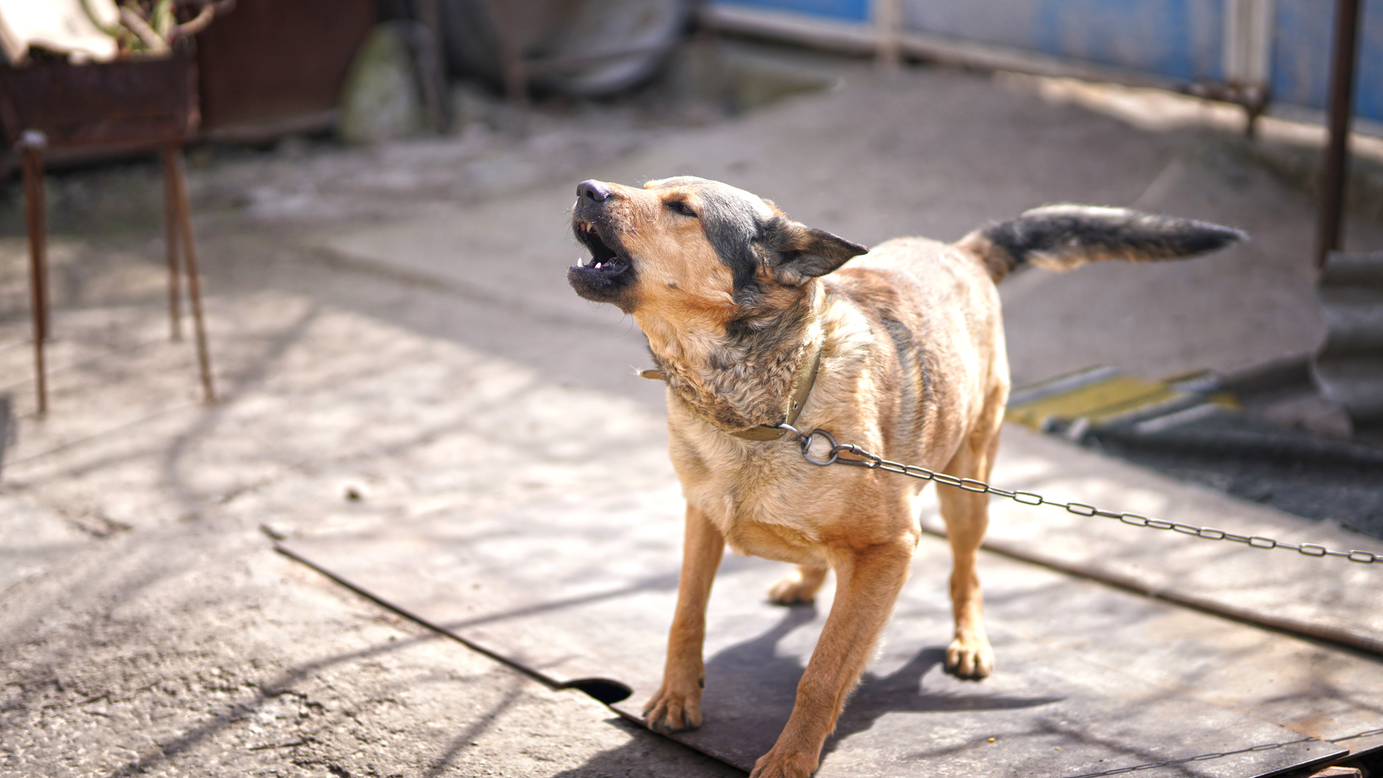 A brown and black dog is barking while standing on a metal sheet, chained by its collar in an outdoor area.