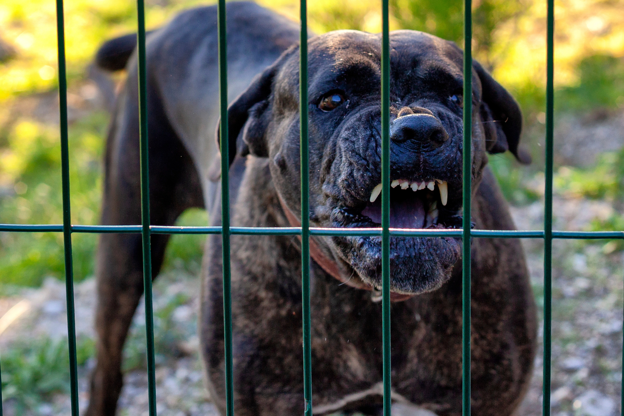 A large, dark-colored dog bares its teeth and growls behind a green metal fence outdoors.