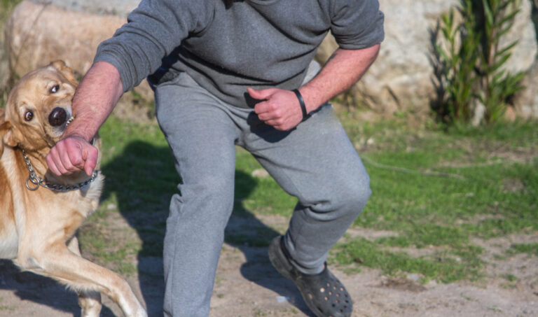 A man in gray clothes pulls a tan dog by the collar outdoors. The dog appears resistant, with its head turned and its body slightly tense.
