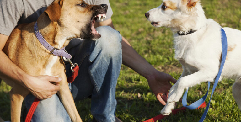 A person holds two leashed dogs; one brown dog is barking or snarling at a white dog, who appears startled. Both dogs are outdoors on grass.