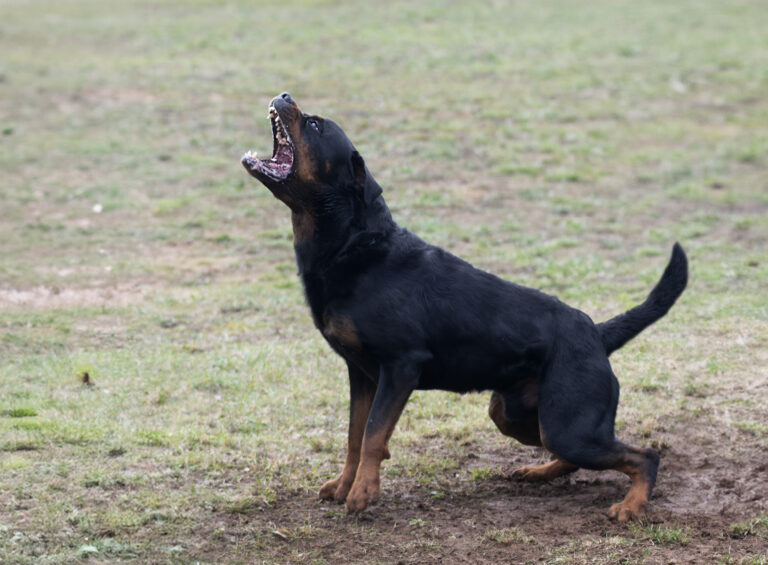 A black and brown Rottweiler stands on grass with its mouth open, showing teeth and looking upward.