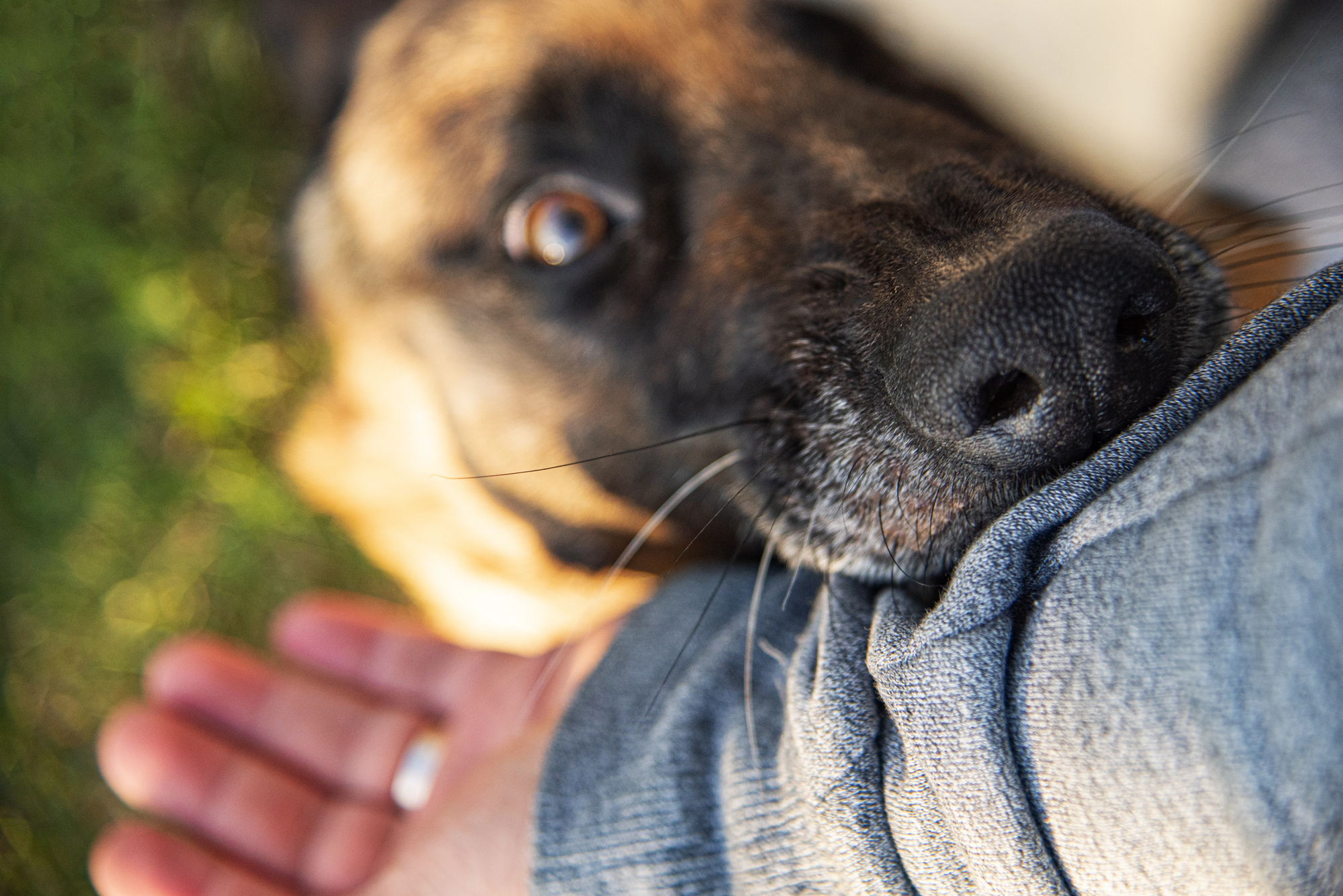 A close-up of a dog gently holding a persons arm in its mouth, with the persons hand visible and grassy ground in the background.
