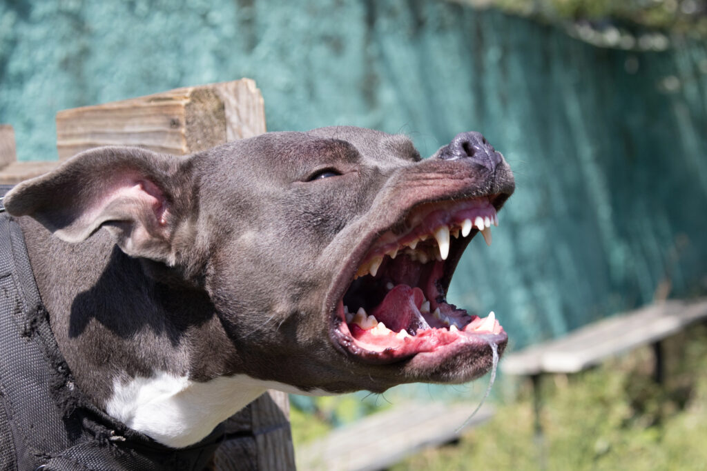 A close-up of a dog baring its teeth and growling, with its mouth open wide and ears back, outdoors near a wooden bench and green wall.
