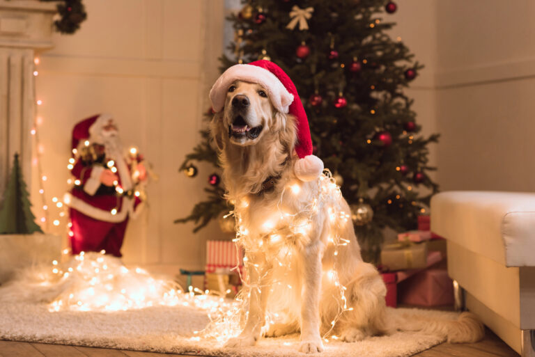 A golden retriever wearing a Santa hat sits in front of a decorated Christmas tree, wrapped in string lights, with presents and festive decorations in the background.